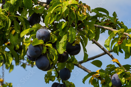 Ripe plums on green branches in the garden. A few fresh juicy round red plum berries with leaves on a tree branch under the soft sunlight. Ripe plums on green branches in the garden