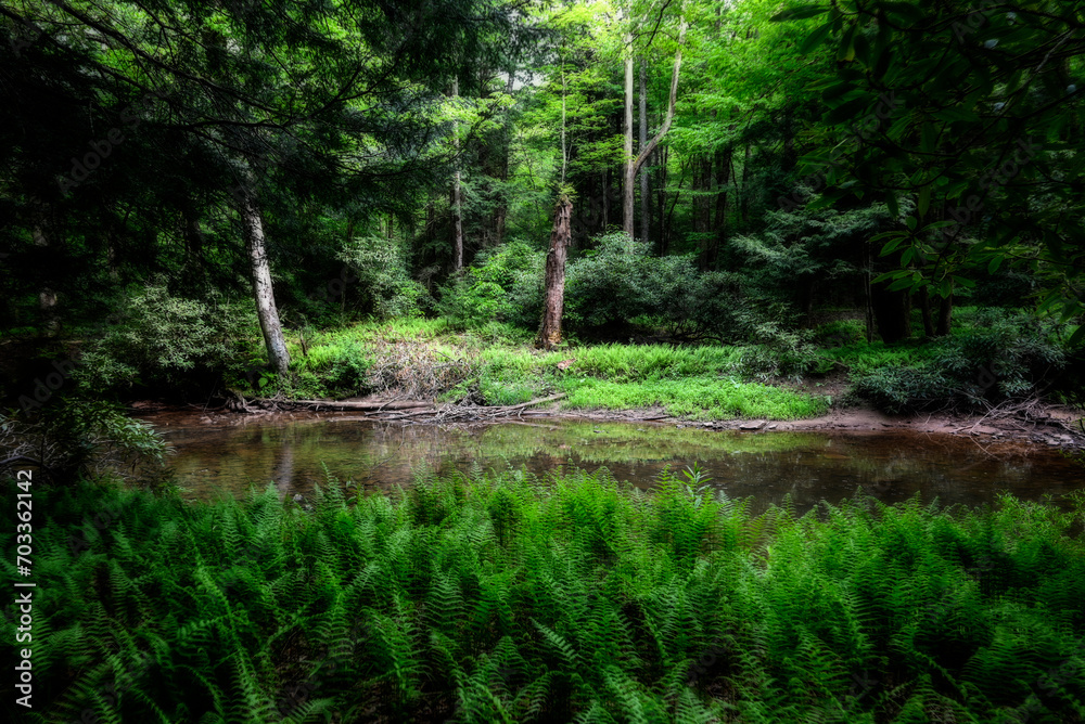 Obraz premium Glady Fork stream flowing through pattches of ferns
