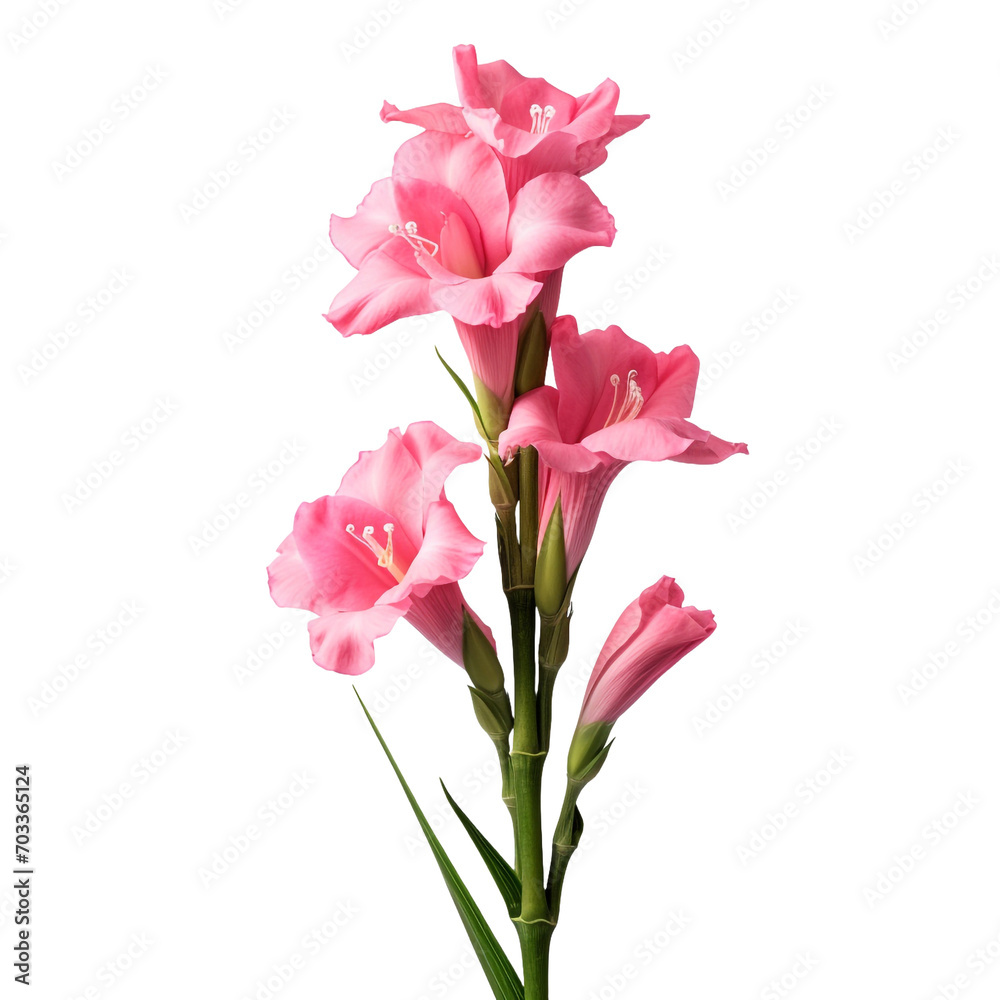 Gladiolus isolated on transparent background Gladiolus isolated on transparent background