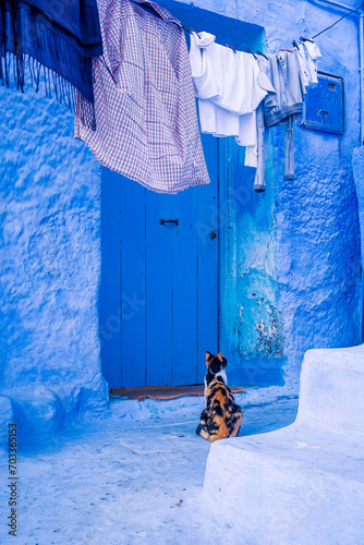 青い街シェフシャウエンの街に住む猫 © 739photography