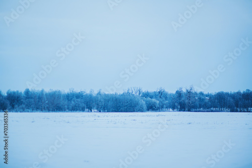 Wallpaper Mural A snowy spacious landscape of a field and a park on a cold winter day in January. Nature in winter. Forest. Torontodigital.ca