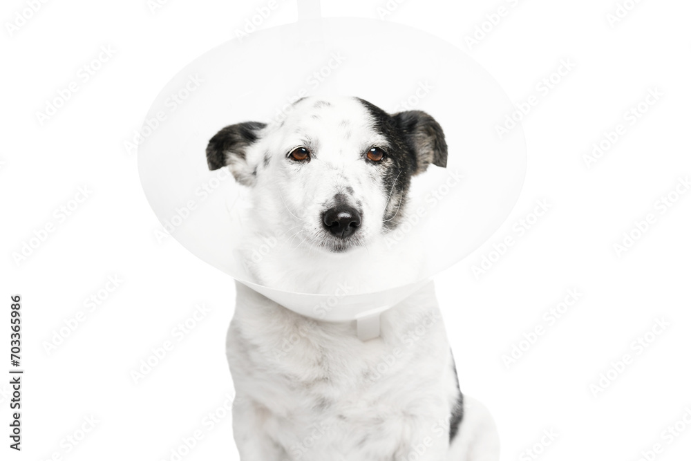 The dog wears a plastic cone, looking pitifully at the camera.
