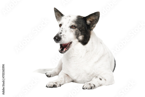 Mongrel dog on white background chewing dog food. © Snizhana
