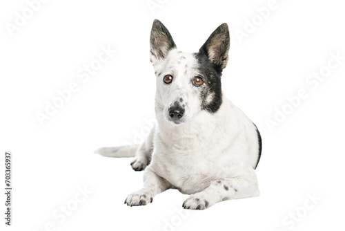 A dog lying down and looking at the camera