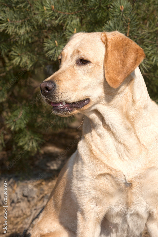 Handsome young blonde Labrador Retriever is sitting, waiting Handsome young blonde Labrador Retriever is sitting, waiting