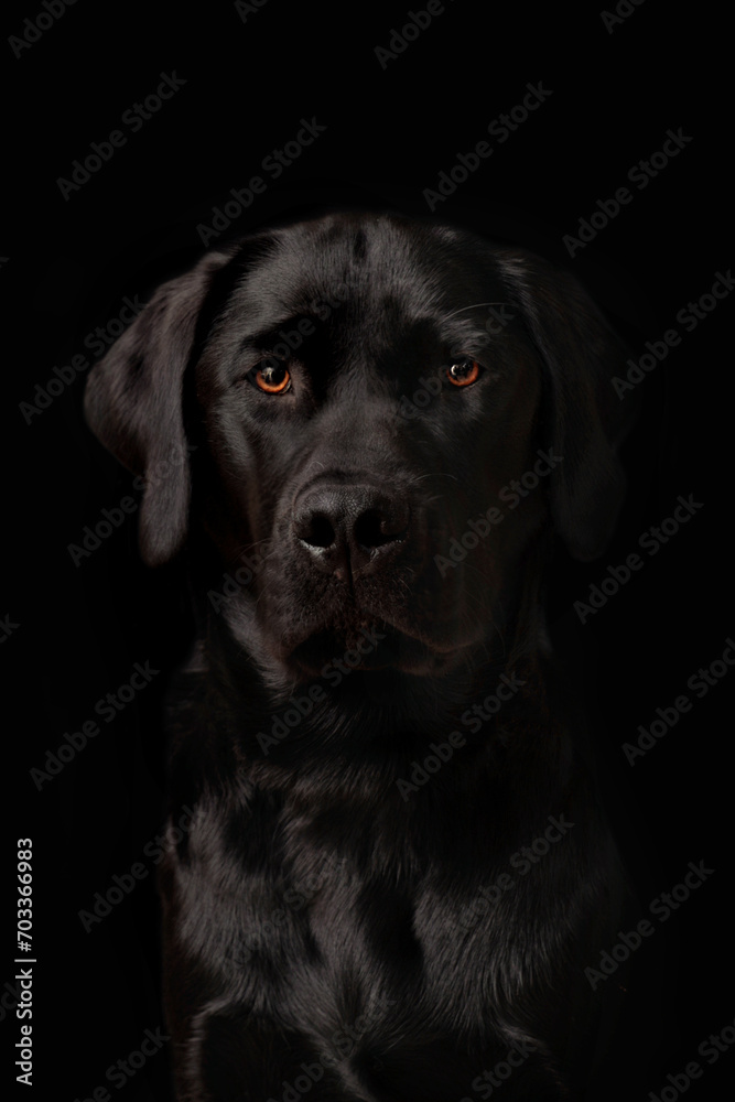 Portrait of a black Labrador Retriever puppy