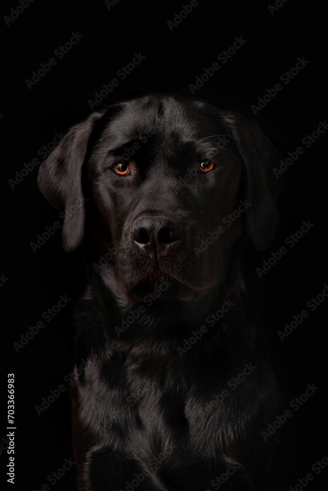 Portrait of a black Labrador Retriever puppy Portrait of a black Labrador Retriever puppy