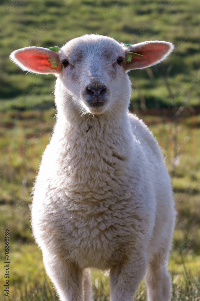 Sturdy lamb