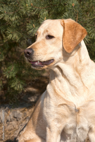 Handsome young blonde Labrador Retriever is sitting, waiting © photoPepp