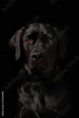 Portrait of a black Labrador Retriever puppy © photoPepp