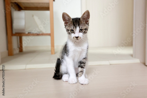 cat, 고양이, Korean shorthair, kitten