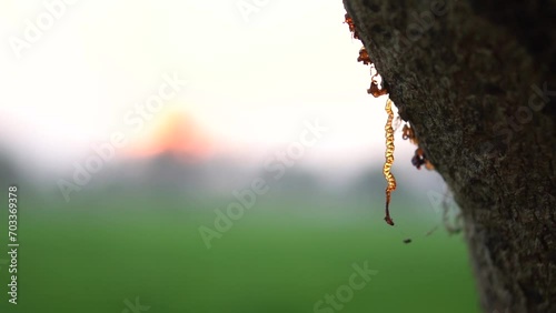 Tree Cell Sap Or Tree Gum flowing out of tree bark photo