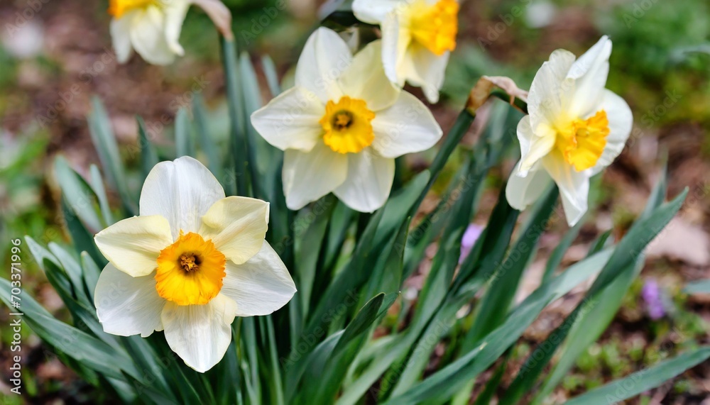 spring flowers close up of daffodil flowers blooming in a garden spring flowers close up of daffodil flowers blooming in a garden