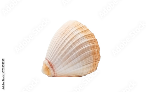 Exploring the Grace of a Moon Shell in a Realistic Photo Isolated on Transparent Background.