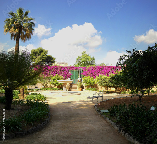 Sicilian garden with blooming fuchsia bougainvillea
