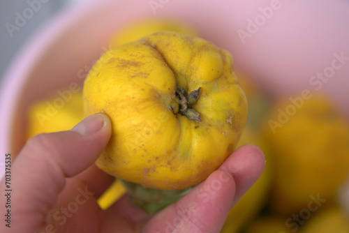 close-up of a hand holding a quince fruit,