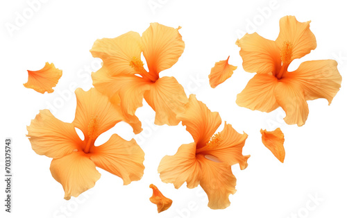 Capturing the Floral Essence of Orange Gladiolus Petals in a Breathtaking Photograph Isolated on Transparent Background.