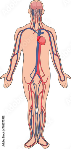 Human blood vessels system illustration