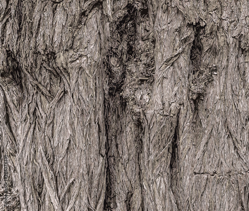 Vector illustration of a colorful background with Robinia bark and sunlight. Tree bark texture. 
