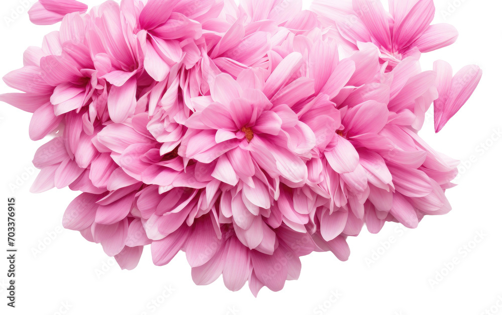 Exploring the Delicate Beauty of Pink Aster in a Realistic Photo Isolated on Transparent Background.