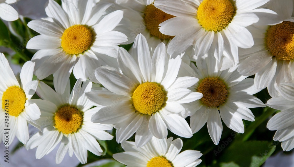 Fototapeta premium pattern of large daisies of different sizes