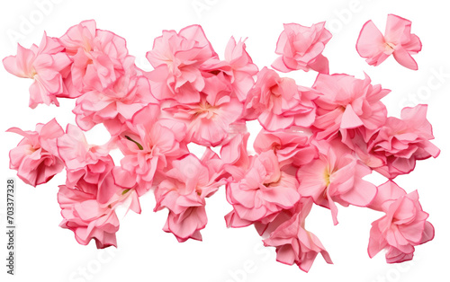 Admiring the Colorful Display of Pink Carnation Petals in a Stunning Real Photo Isolated on Transparent Background.