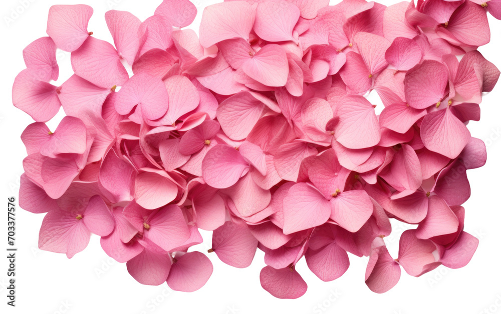Vibrant Pink Hydrangea in a Stunning Real Life Photography Isolated on Transparent Background.