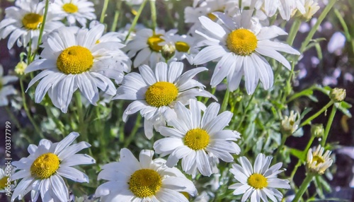 floral background of white blooming daisies