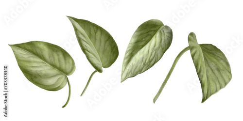 Set of Scindapsus Aureus leaves, Indoor, house plant, Watercolor hand drawn illustration isolated on white background. For your prints, postcards, invitations, patterns.