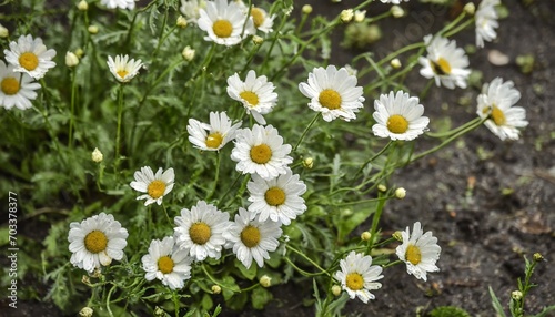 white wild daisies bloom in the garden on a summer day