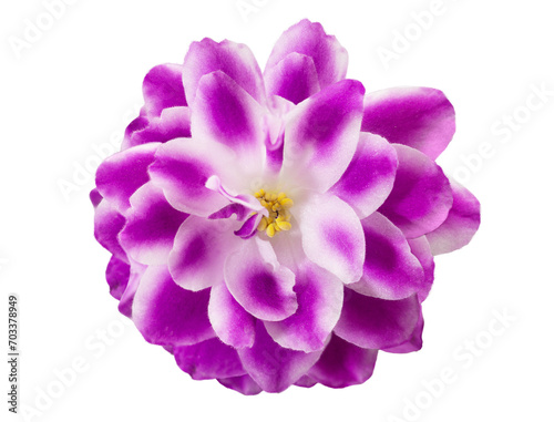 Purple pink violet with petals and stamen on black isolated background. View from above photo