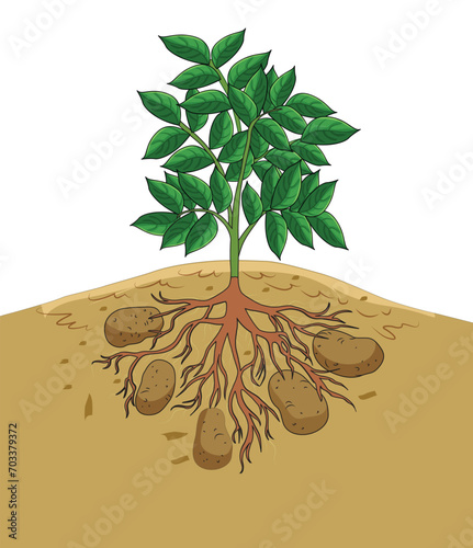 Plant parts roots, leaves and stem