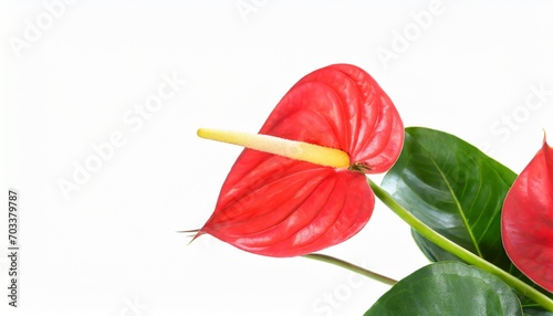 red flower in the shape of a heart red anthurium flower isolated on white