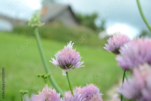 flowers in the garden