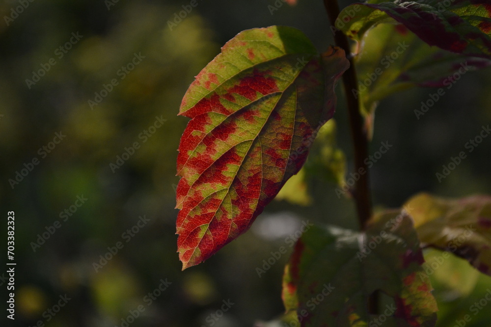 Fototapeta premium red autumn leaves