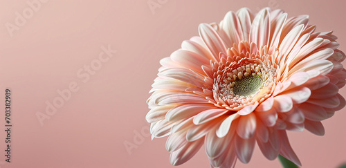 Pink gerbera flower close-up on pastel pink background. Image for a wedding, women's day or mother's day themed greeting card or invitation. Banner with space for text