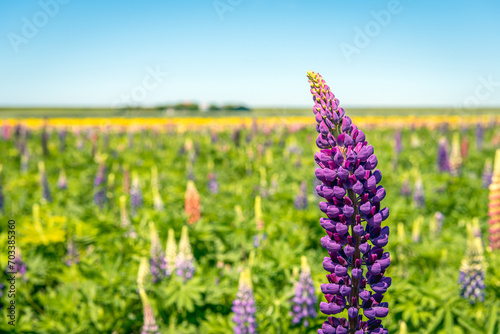Close-up of a purple flowering ornamental lupine plant in the foreground of a large field of flowering lupine plants. The photo was taken on a sunny spring day at a Dutch ornamental flower grower.