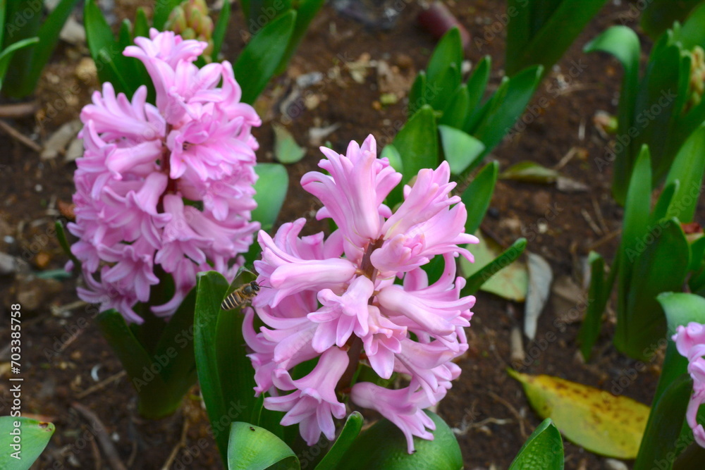 Hyacinthus orientalis planted in balls on the ground is in full bloom