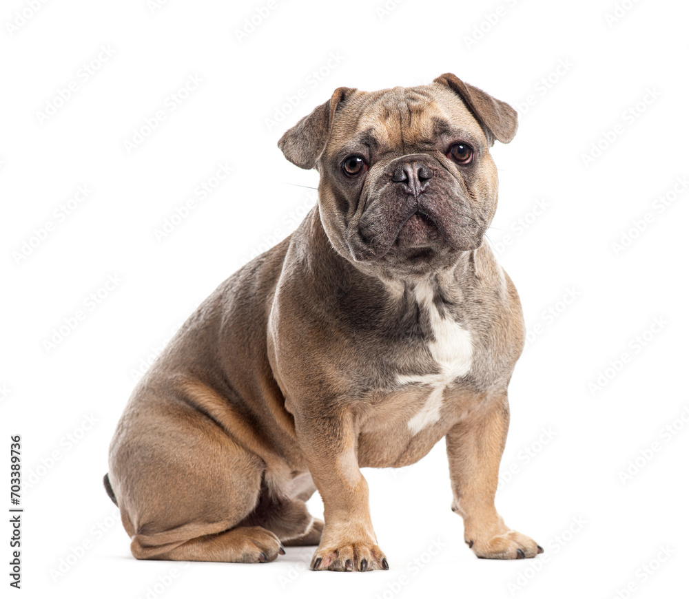 Obraz premium Nine months old French Bulldog puppy, Isolated on white