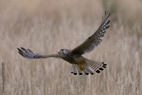 Male kestrel inflight