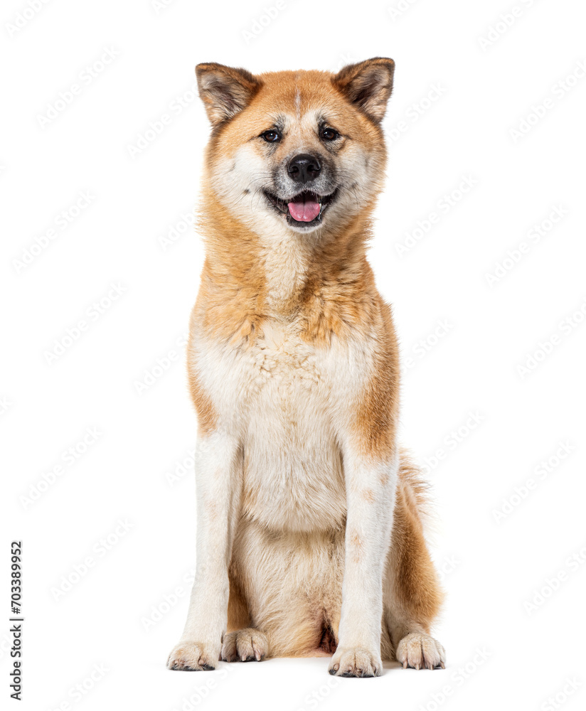 Akita Inu panting tongue out, Isolated on white