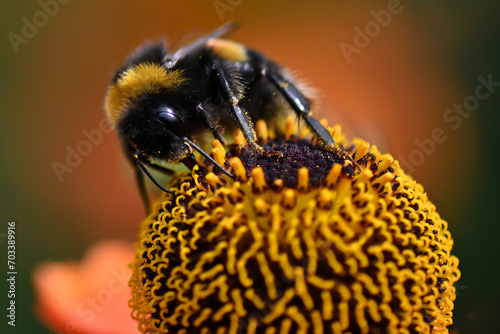 Bumble bee collecting pollen at Kew Gardens