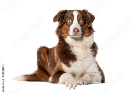 Australian Shepherd blue eyed lying down and looking at the camera, Isolated on white photo
