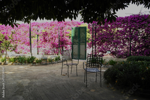 Sicilian garden with blooming fuchsia bougainvillea