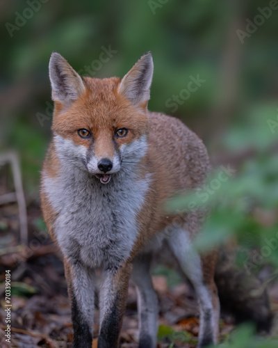 Close-up of a fox in the Woodland Gardens © Mike