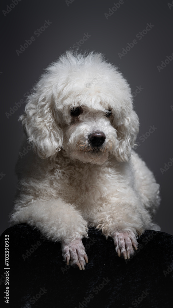 White poodle White poodle