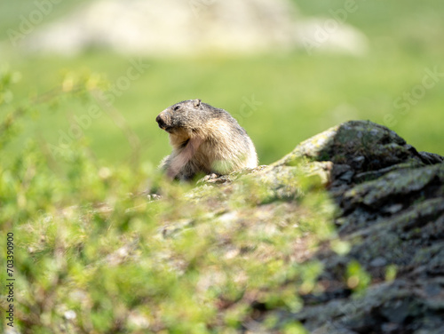 A small squirrel is seen peeking over the edge of a rock or ground  with its face partially obscured by an unidentifiable blurred object. The background is filled with a soft focus of greenery indicat