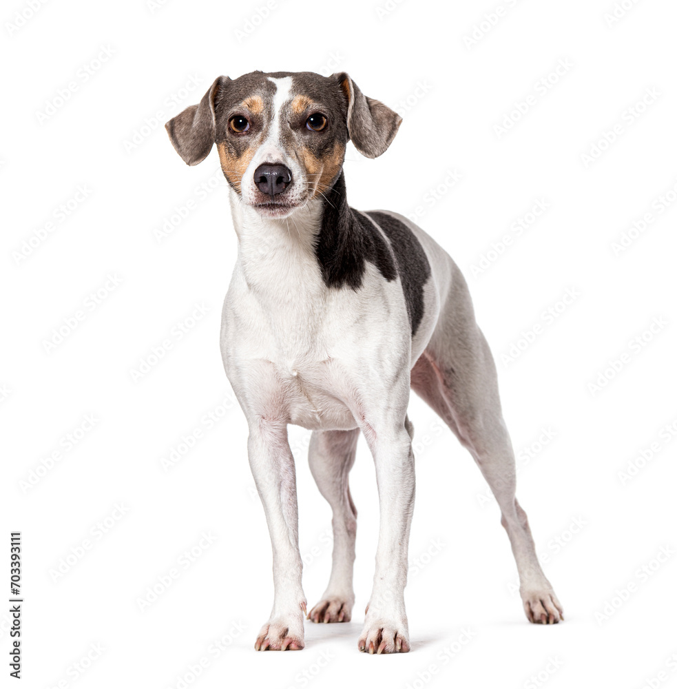 Jack Russell Terrier, Isolated on white