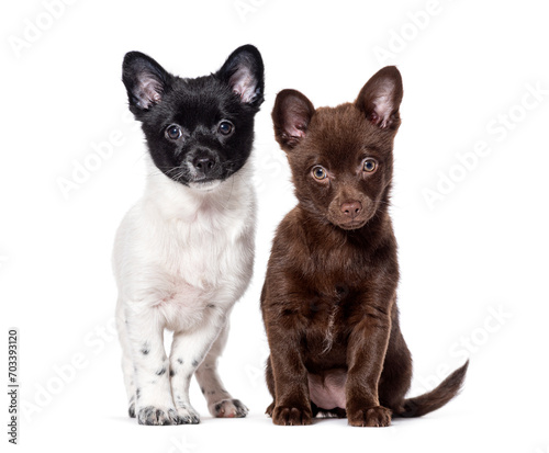 Fototapeta Naklejka Na Ścianę i Meble -  puppies Pomshi, mixedbreed Pomeranian with Shiba inu, Isolated on wite