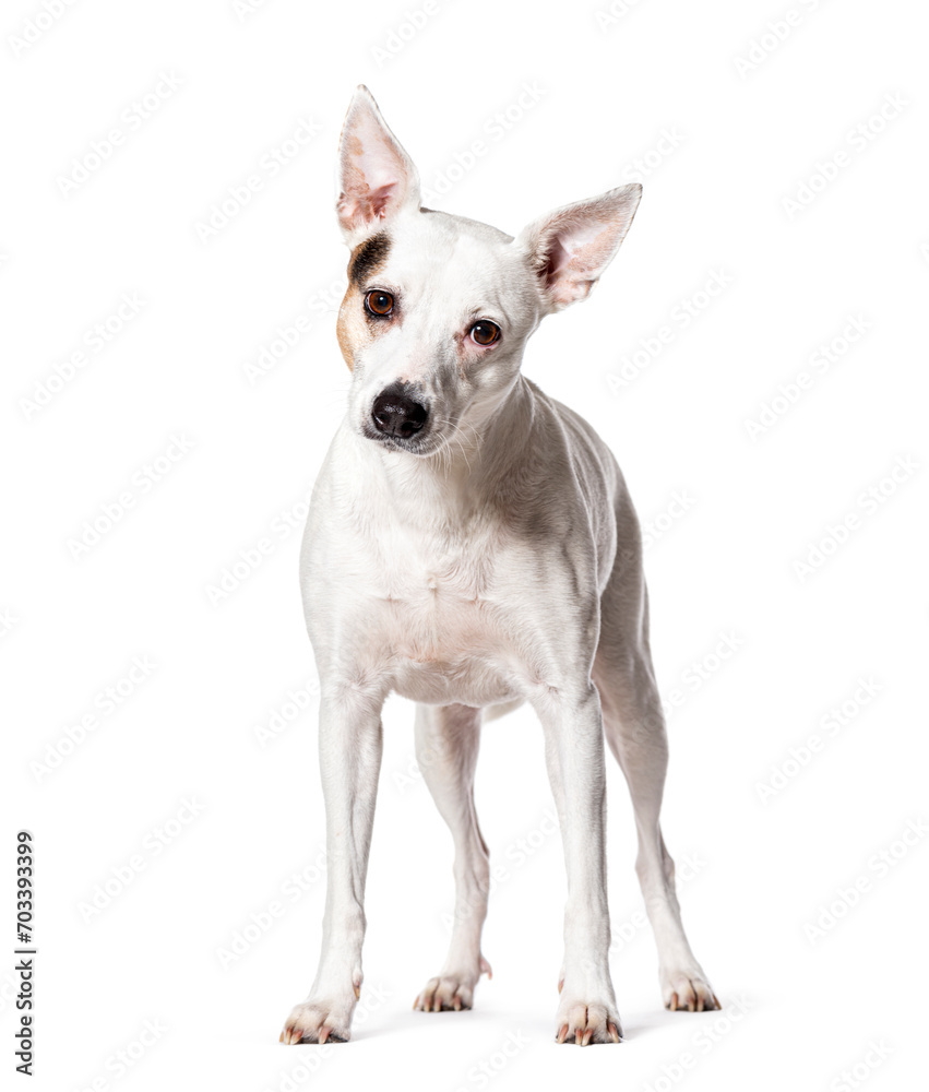 Mongrel dog, Isolated on white